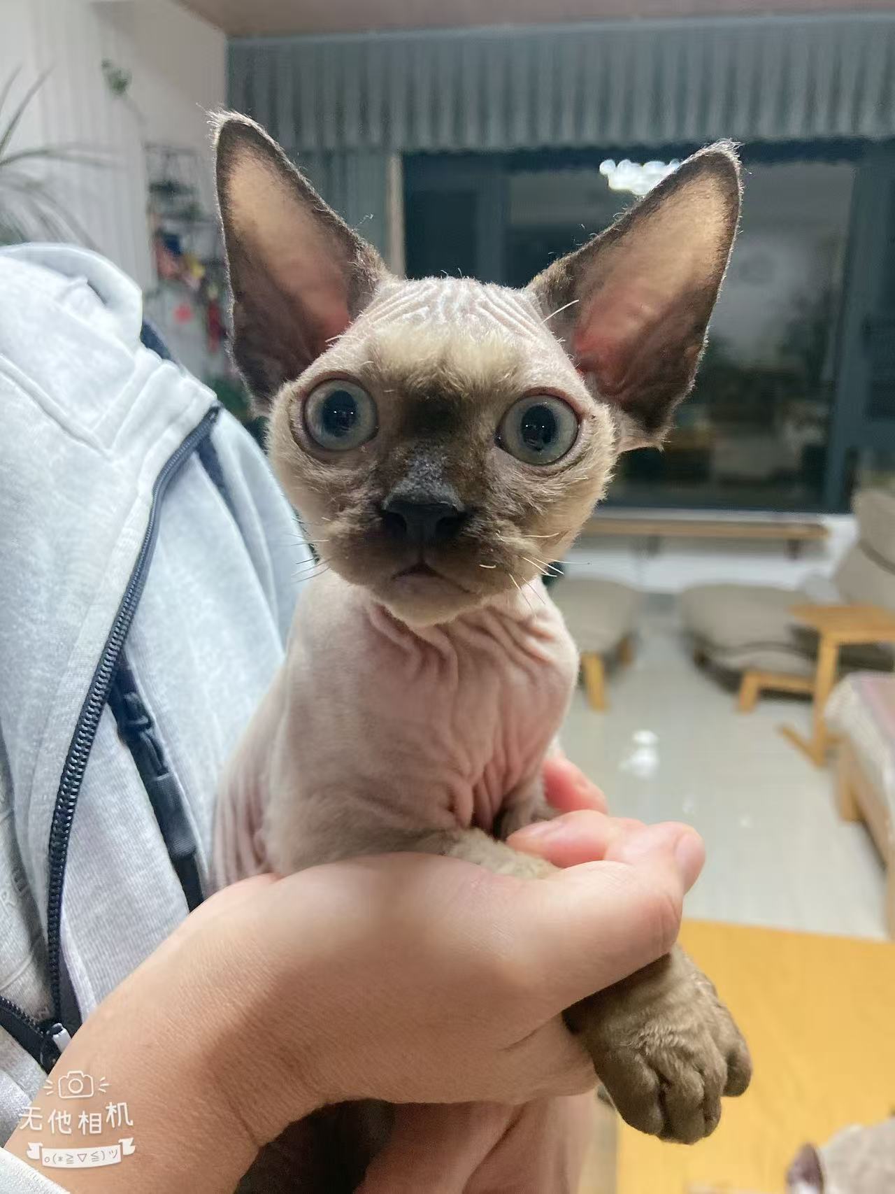 德文小弟弟，重点色。价格可以协商